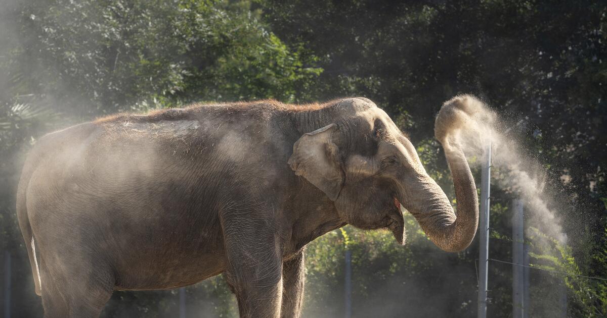 Two L.A. Zoo elephants die in a single yr. Metropolis Council desires solutions