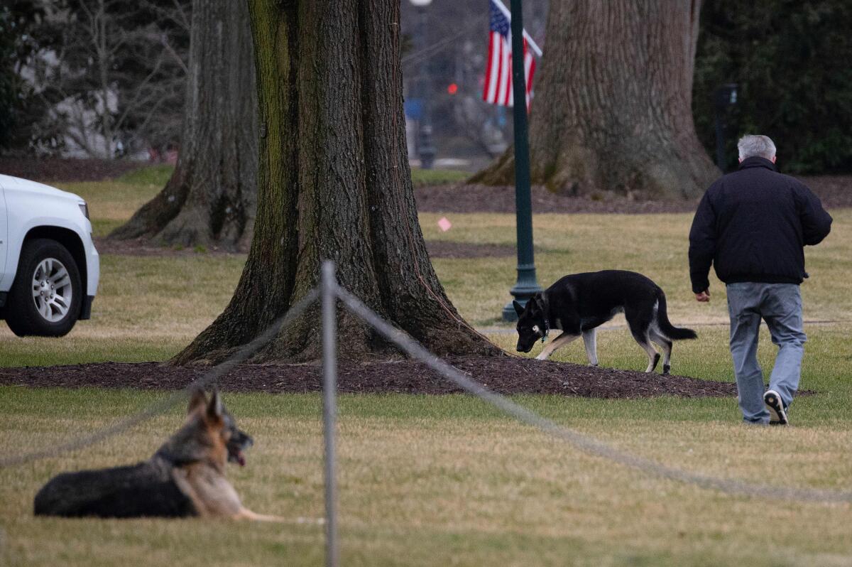 Champ and Major, President Biden's two dogs, on the South Lawn of the White House on Monday