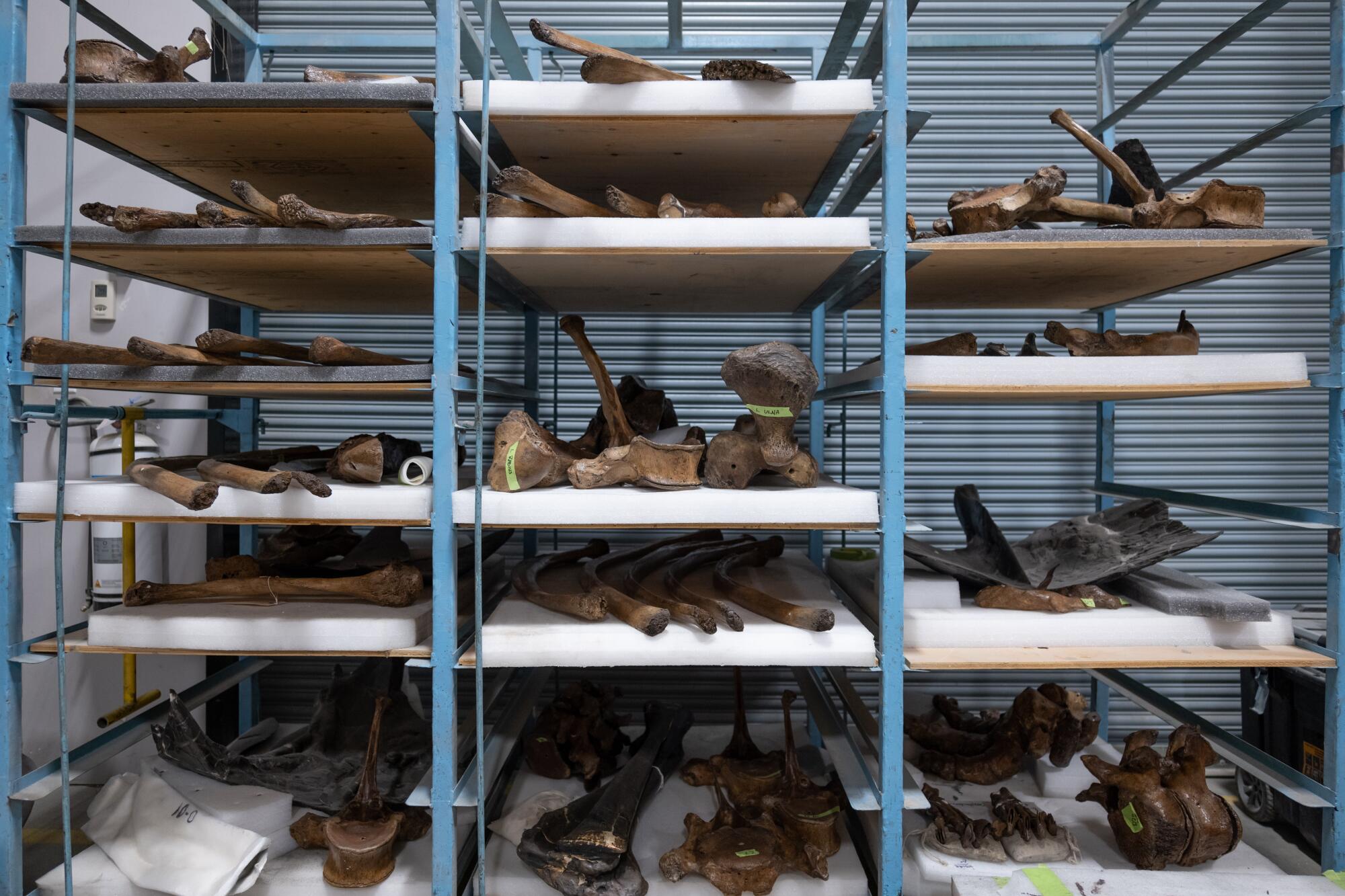 Various dinosaur fossils lie on shelves in storage.