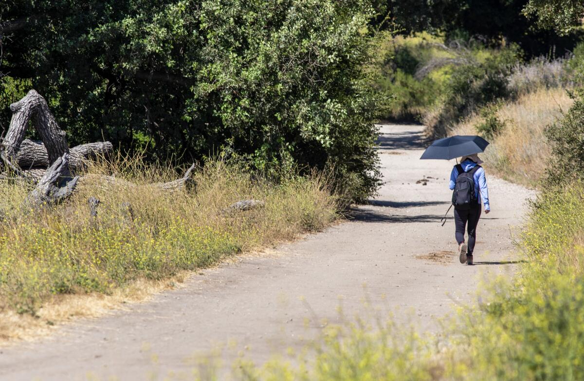 A hiker with a sun umbrella seen from behind walking on a dirt road surrounded by drying foliage. 