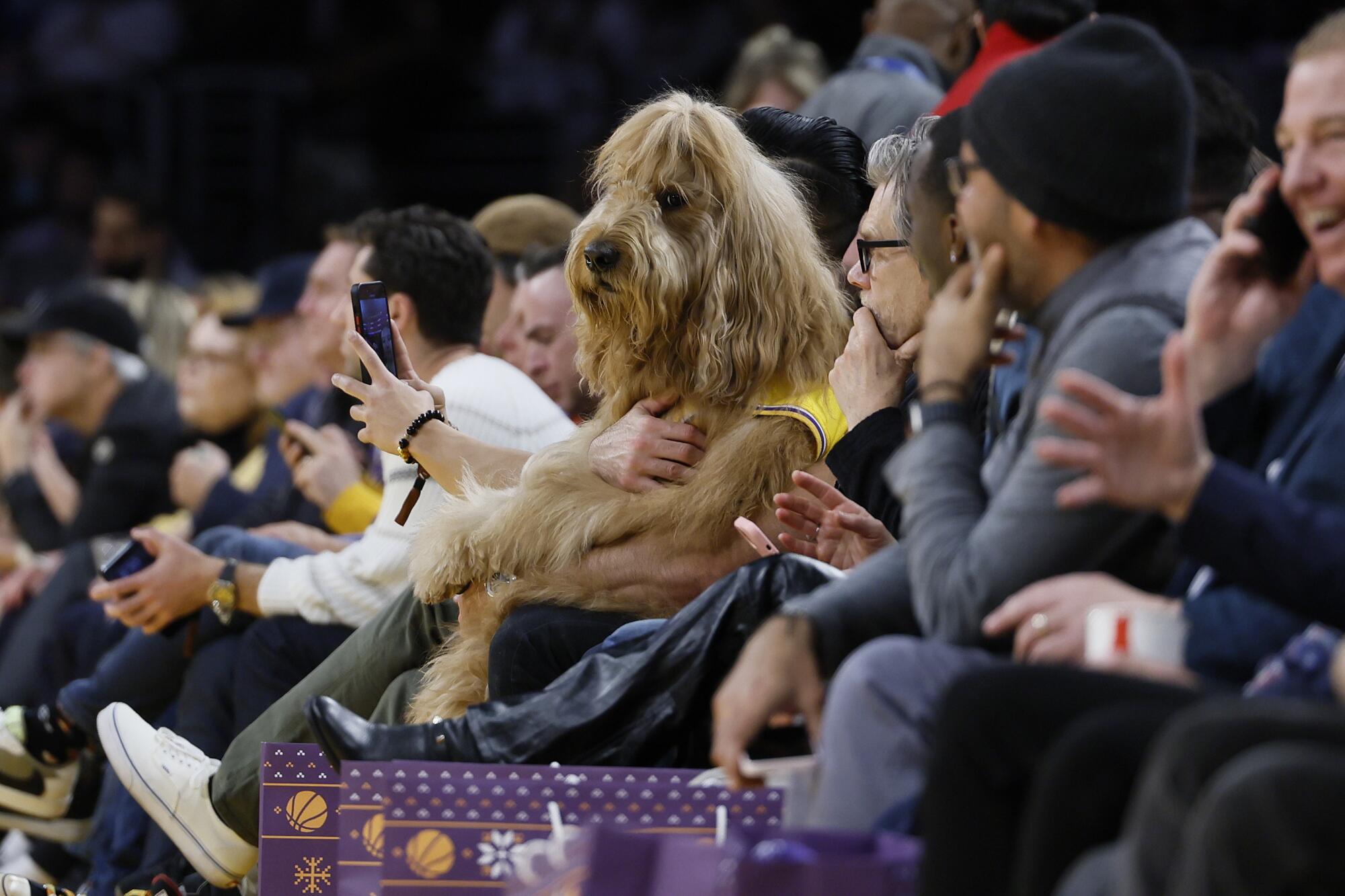 Brodie the Goldendoodle enjoy courtside seats at the Lakers vs Knicks game.
