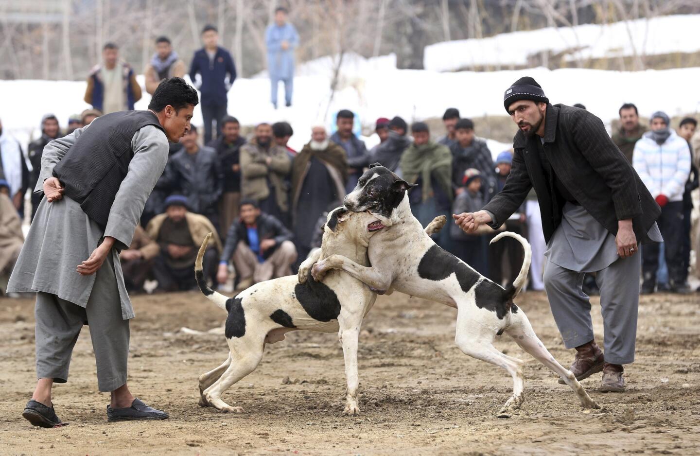 Peleas de perros en Kabul