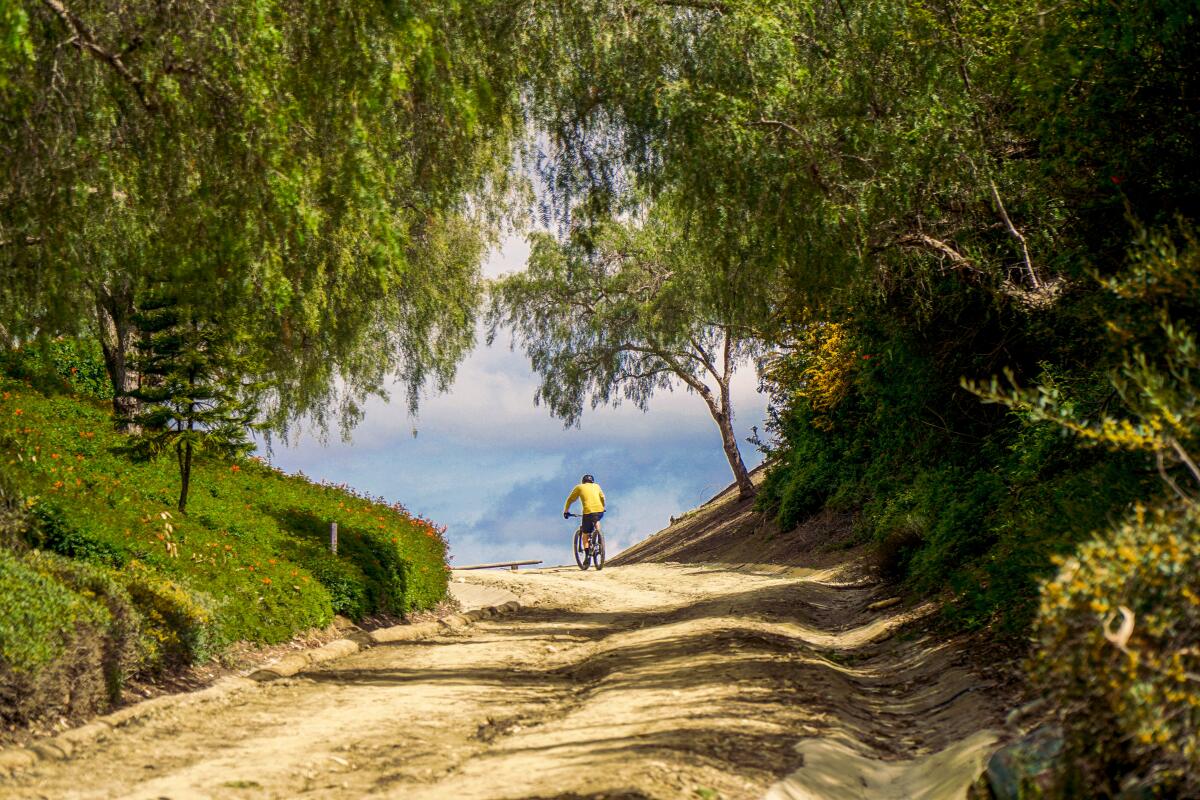someone rides a bike down a dirt road with green on either side that opens out into the ocean