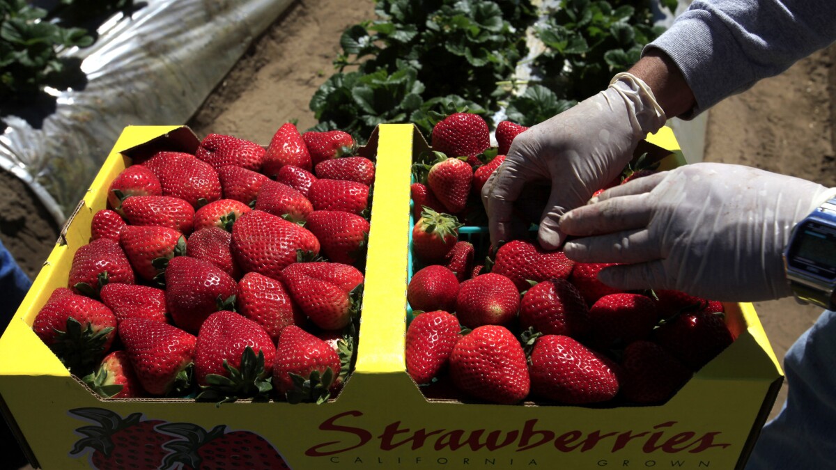 Great Read Strawberry Expert At Center Of Battle Over Fruit S Future Los Angeles Times