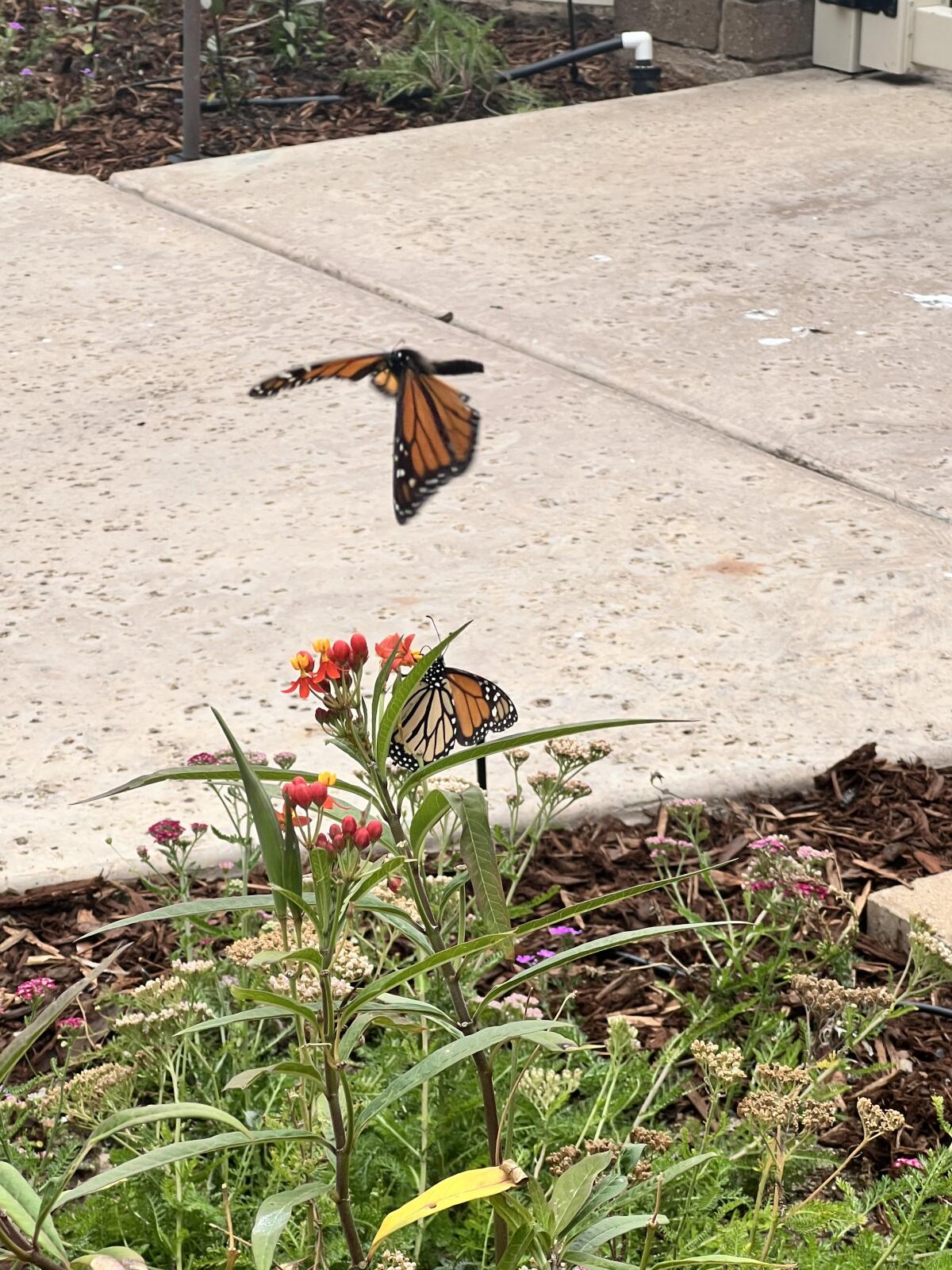 White Sands La Jolla has many plants intended to attract monarch butterflies.