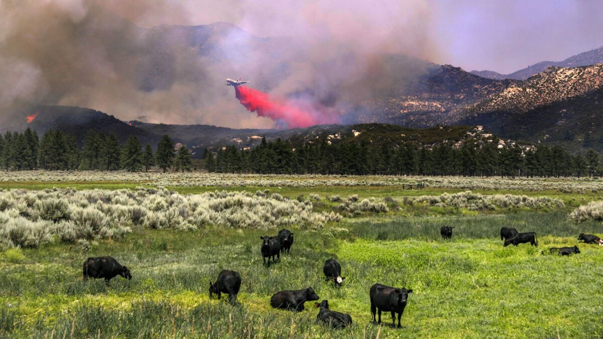 A fire-retardant drop at Lake Hemet fails to faze grazing cows.