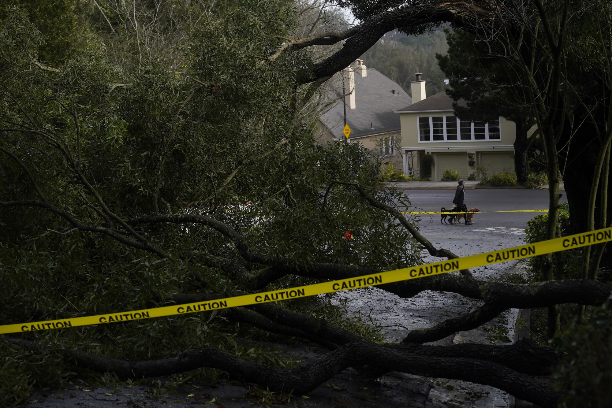 View through fallen trees of a pedestrian walking two dogs while on a residential street
