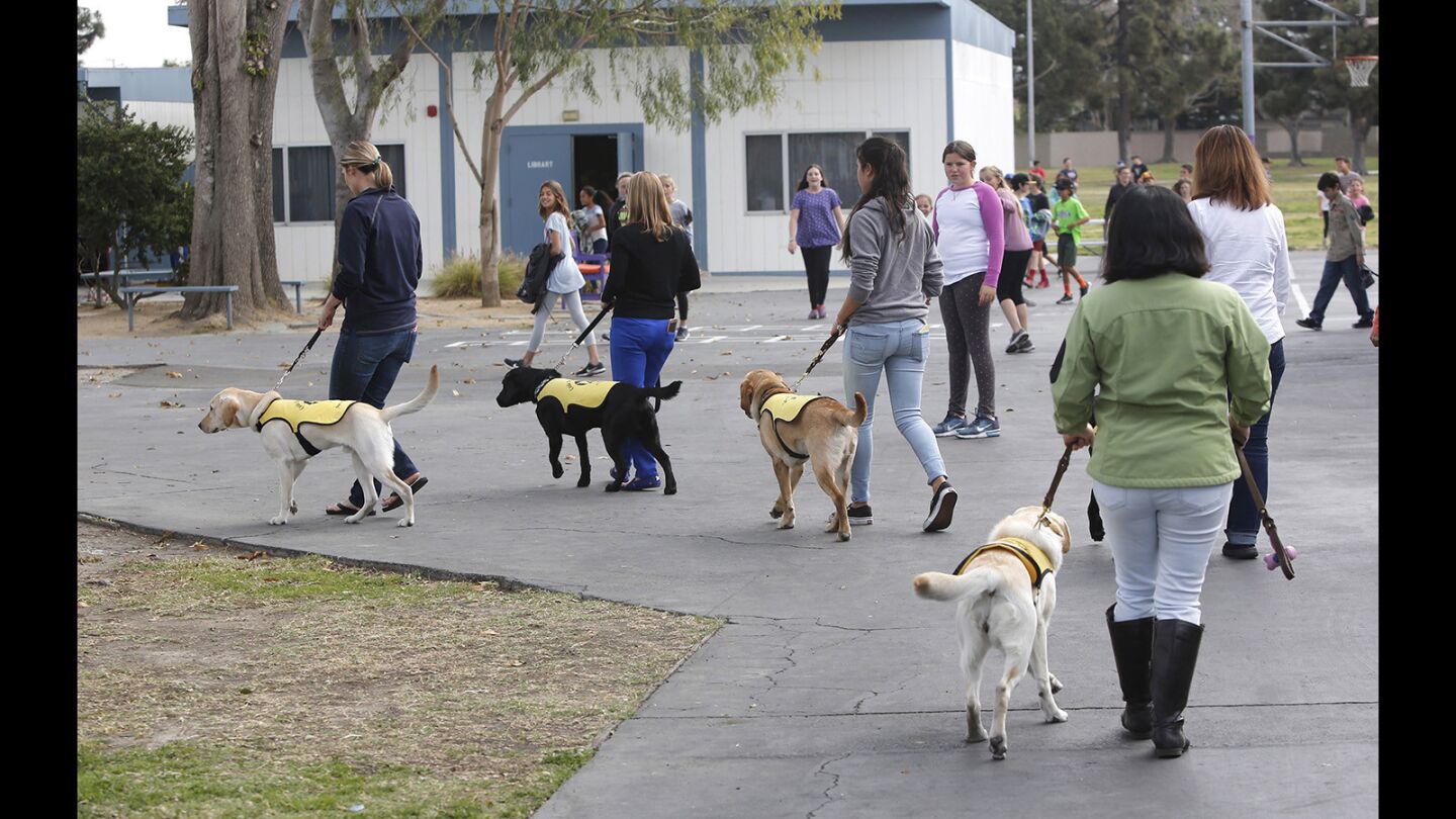 are service dogs in training covered in california