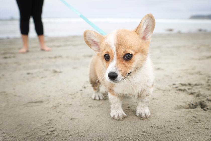 San Diego, CA - April 12: Evelyn Appel, of Goodyear, AZ, walks Annie during the puppy's first trip ever to the beach at Coronado Dog Beach on Friday, April 12, 2024 in San Diego, CA. (Meg McLaughlin / The San Diego Union-Tribune)