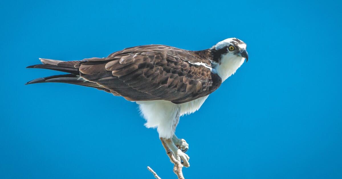 Go Ceremonial Thunder Osprey Eagles! The Story Behind the Seattle