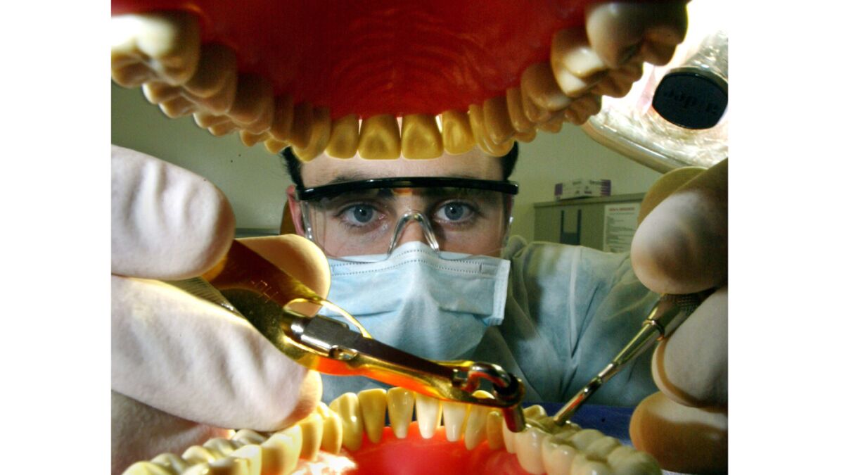 File photo of dental student working on a practice set of teeth with installing amalgam.