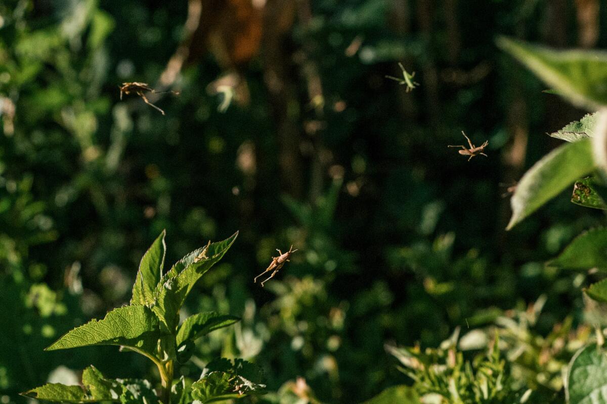 Insects jumping around