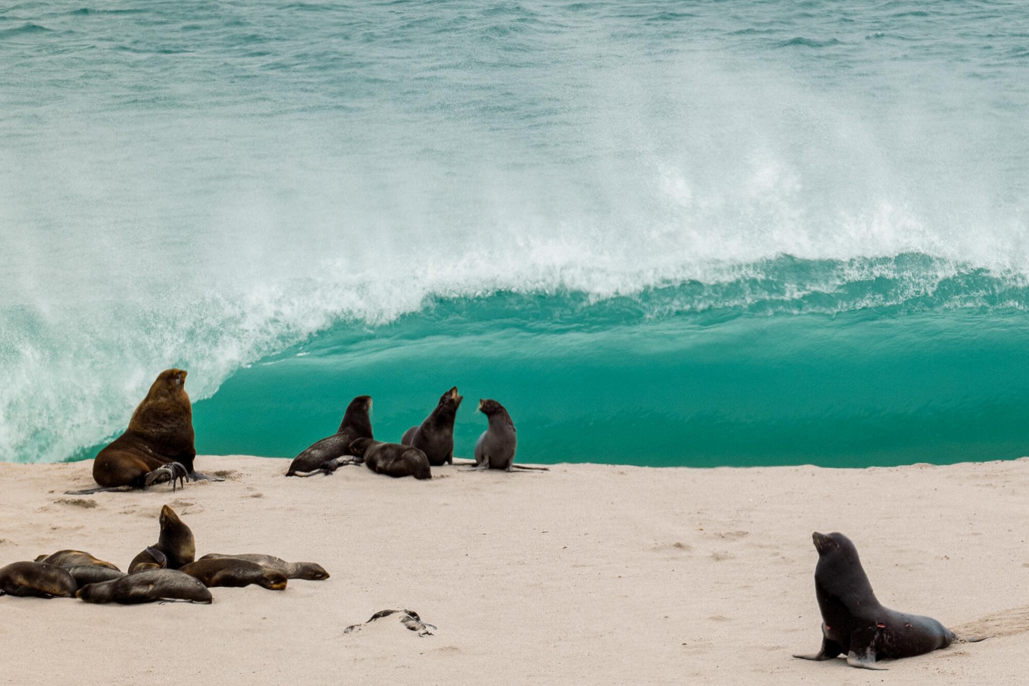 Northern fur seals in front of a crashing wave. 