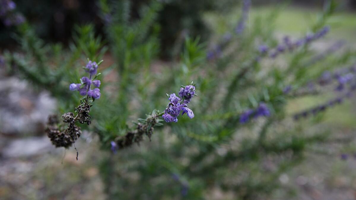 Detail of Wooly Blue Curls, a native plant that retains moisture.