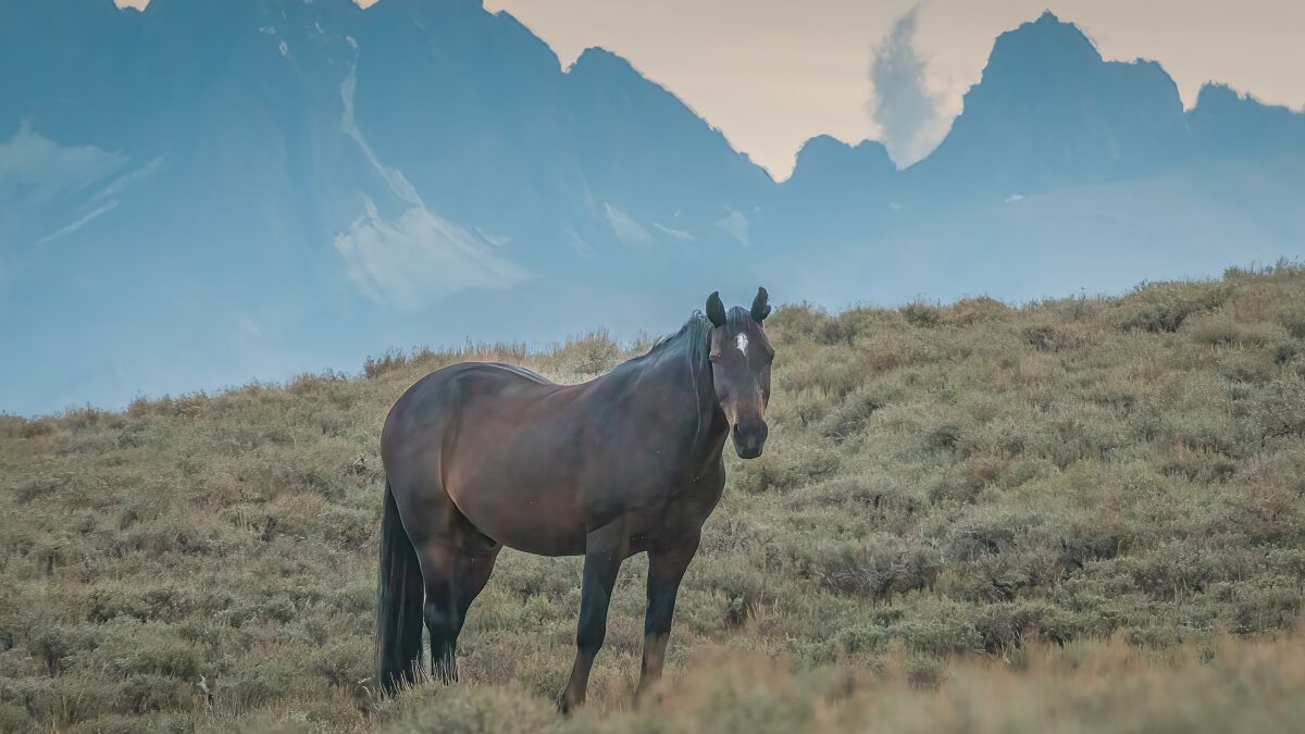 Column: Legendary wild horse's presence will be missed in White Mountains -  The San Diego Union-Tribune