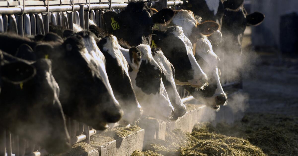 Bird flu deaths are on the rise among California dairy cattle Bird flu deaths are on the rise among California dairy cattle