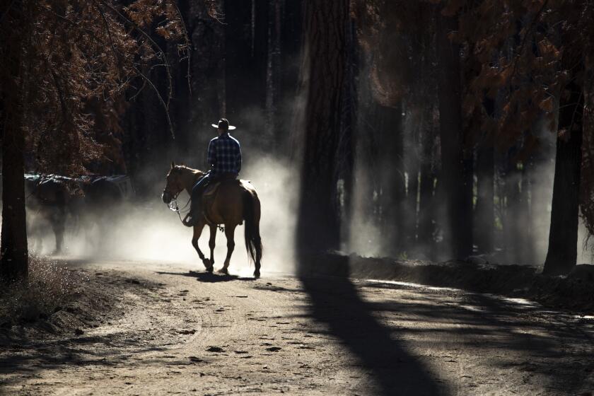 Sequoia National Forest, CA - July 06: LA Times reporter Doug Smith rides into the backcountry as he returns to the Golden Trout Pack Station where he worked as a teenager in the 1960s on Wednesday, July 6, 2022 in Sequoia National Forest, CA. (Brian van der Brug / Los Angeles Times)