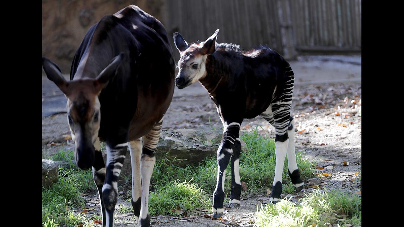 Photo Gallery: Female baby Okapi makes media debut at Los Angeles Zoo