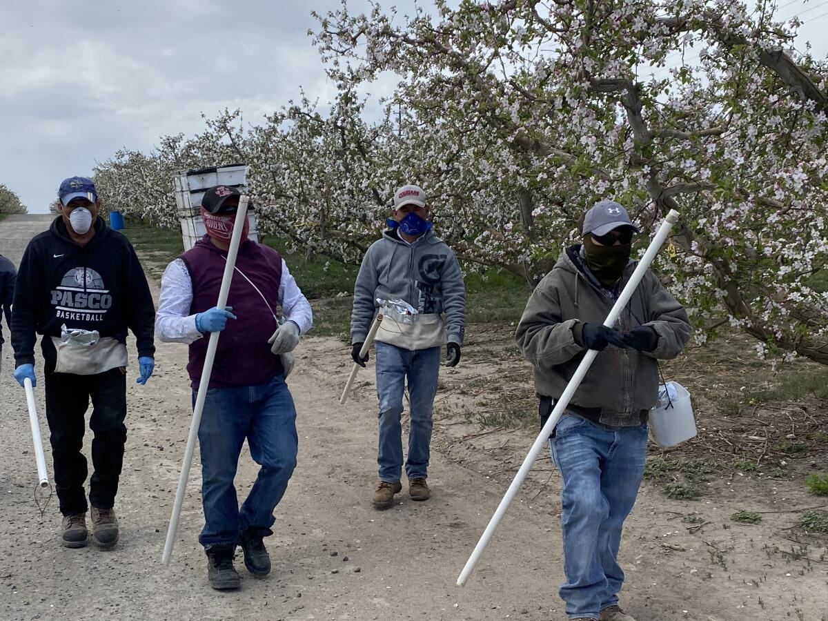 Masked farmworkers in an apple orchard in Washington state