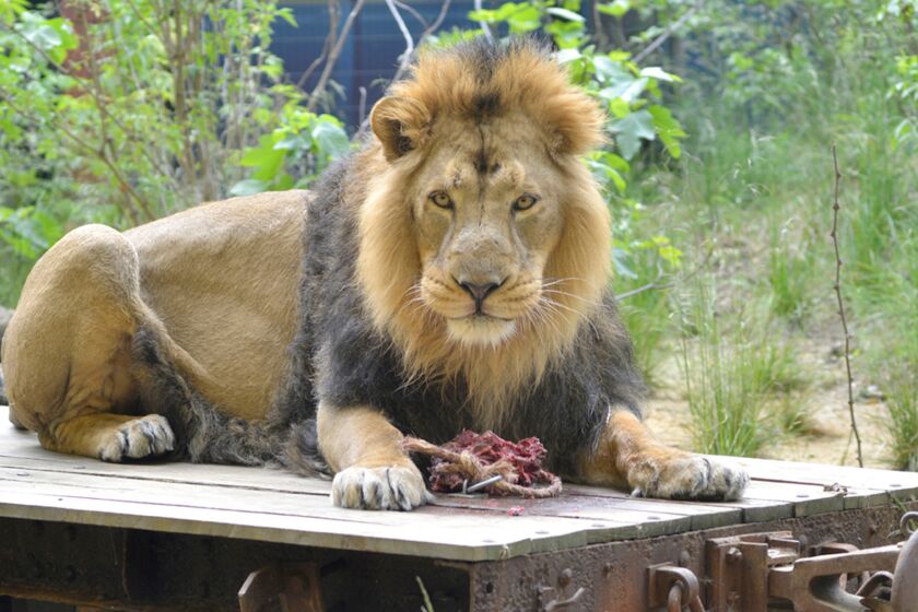An Asiatic lion named Bhanu at the ZSL London Zoo, where visitors can stay overnight at the Gir Lion Lodge.