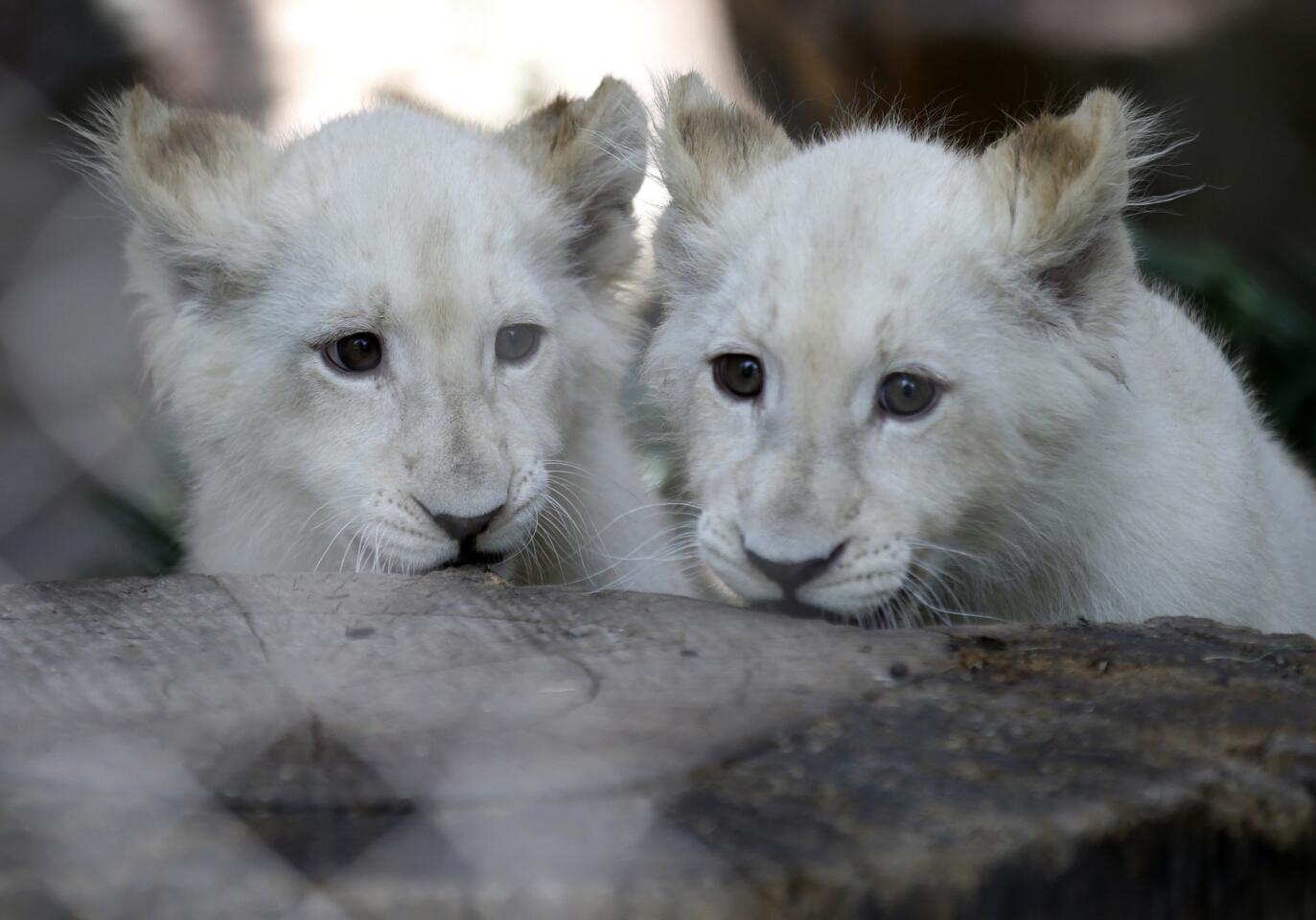 White lion cubs at Siegfried & Roy’s Secret Garden and Dolphin Habitat at the Mirage.