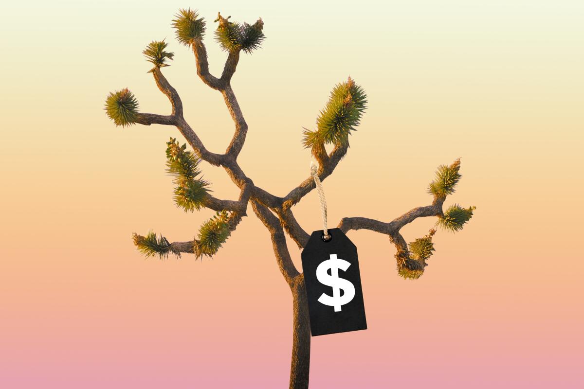 A Joshua Tree with a price tag on it