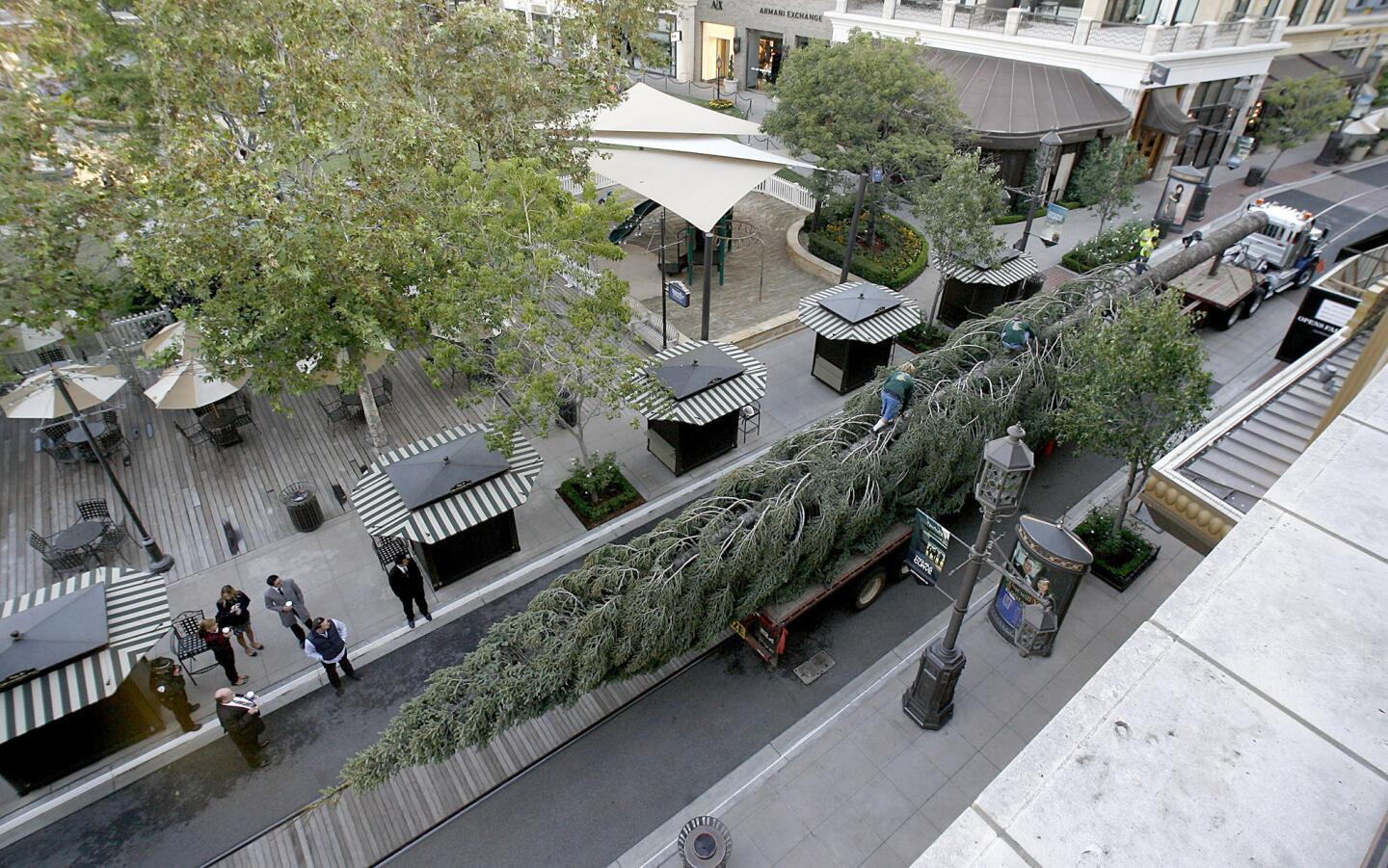 Photo Gallery: Christmas Tree arrives at Americana at Brand