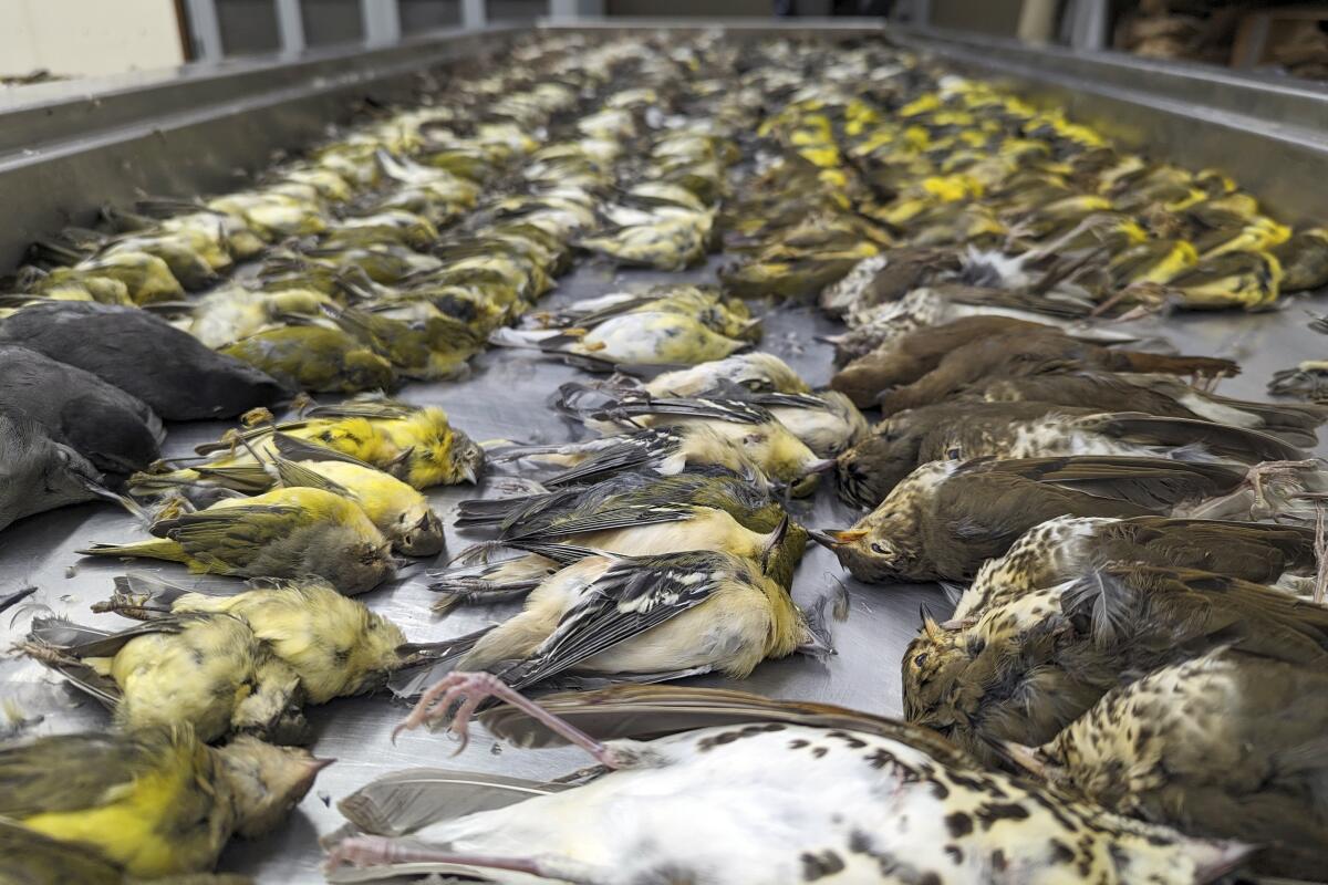 Bodies of hundreds of birds are lined up, on their backs.