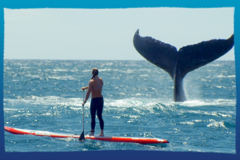 Andrea Moller, on a surfboard, gets very close to a whale in "She Is the Ocean."