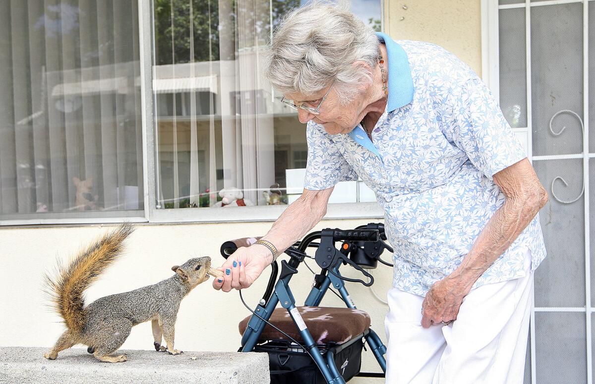 Norma Bowman, one of the residents at Twelve Oaks in La Crescenta who is forced to leave, feeds one of the local squirrels on Tuesday, Aug. 27, 2013.