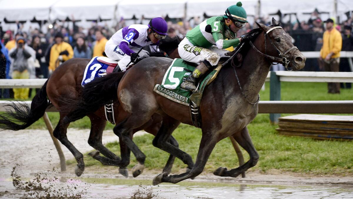 Exaggerator (5) overtakes Nyquist (3) coming out of the last turn during the 141st Preakness Stakes on Saturday at Pimlico Race Course in Baltimore.