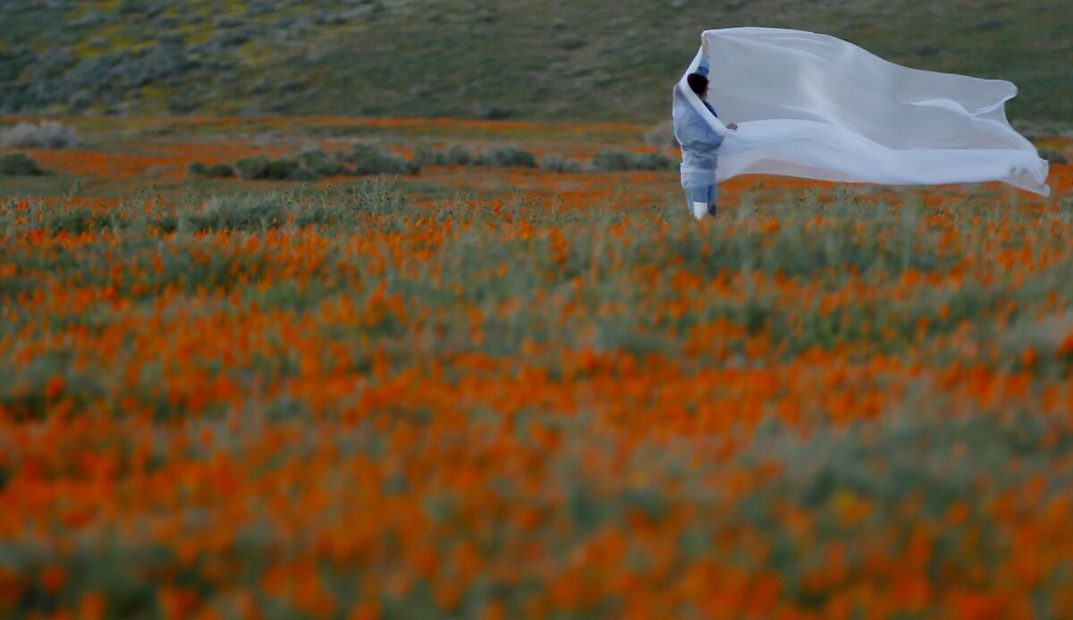 People walk through the Antelope Valley California Poppy Reserve in Lancaster at dusk.