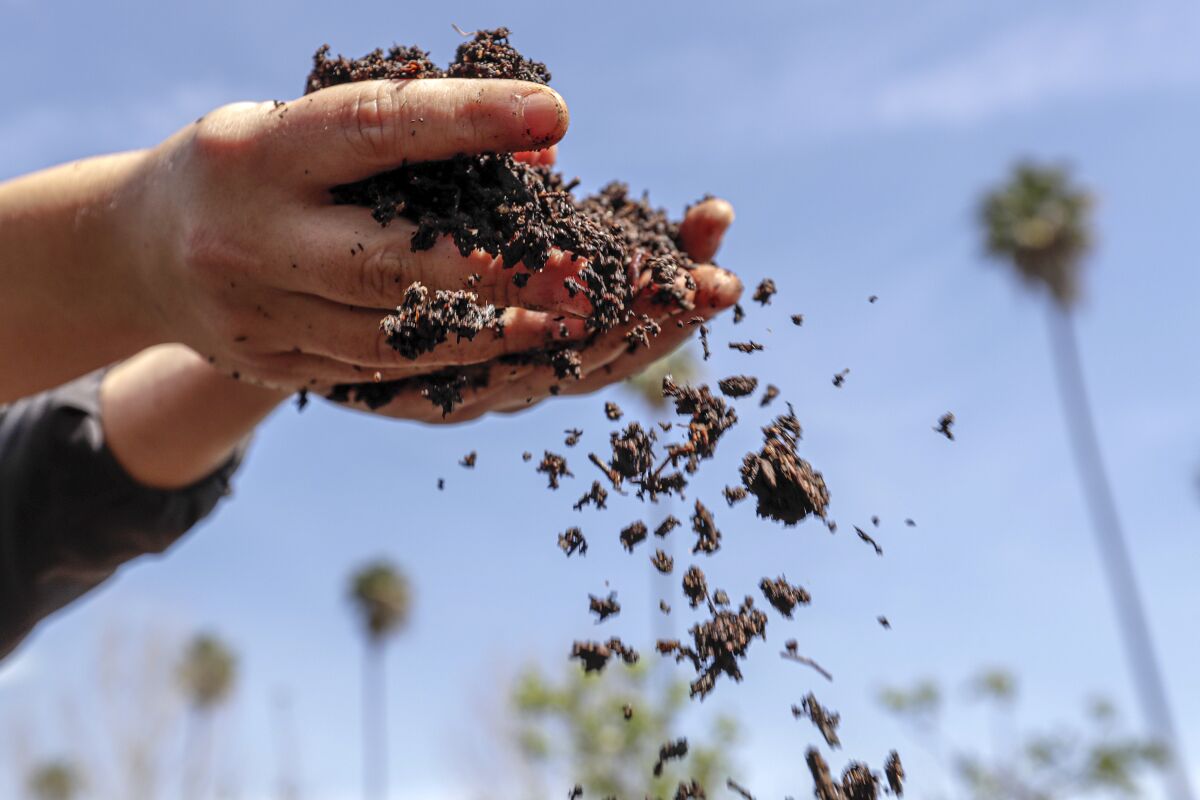 Compost made at the community garden in South Los Angeles is sifted by a gardener.