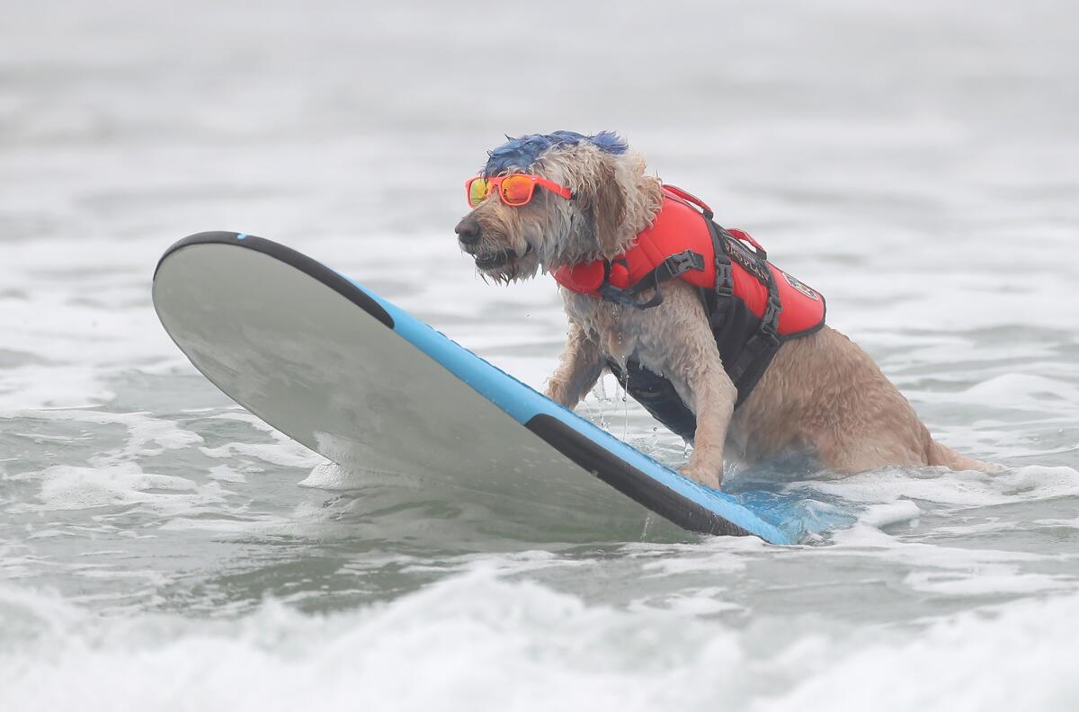 Derby, a goldendoodle, stays on his board to the beach for a high-scoring ride.