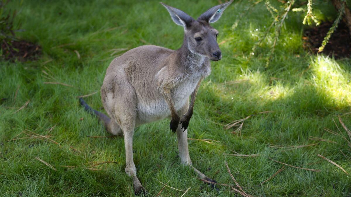 The new Walk About Australia exhibit will include up to ten freely roaming kangaroos in the exhibit.