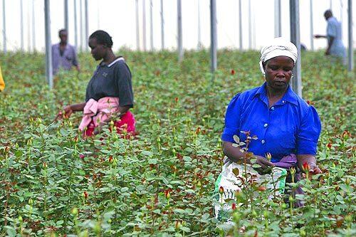 STEMMING THE MISERY: At Shers nearly 1,000-acre rose farm along Lake Naivasha, pay is low and the work backbreaking. But in the last four years, the company says, it has spent millions to set up housing and support services for the mostly female employees.