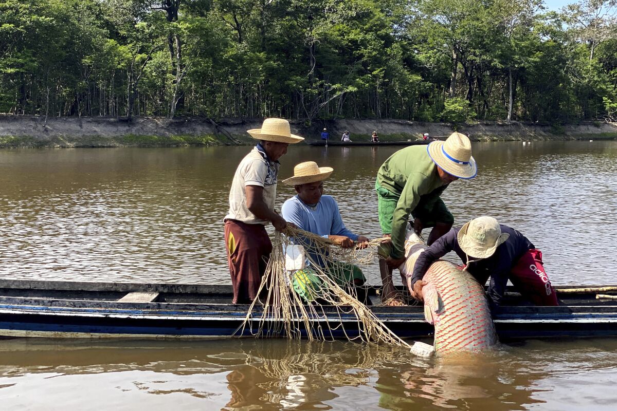 Members of the Deni Indigenous people work during the arapaima fishing season in the Jurua river basin in the Brazilian Amazon, on Sept. 15, 2021. One out of five people in the world depends on wild species for food and income, according to a new UN-backed report. Climate change, pollution and overexploitation, however, have put a million species of plants and animals at risk of extinction. (AP Photo/Fabiano Maisonnave)