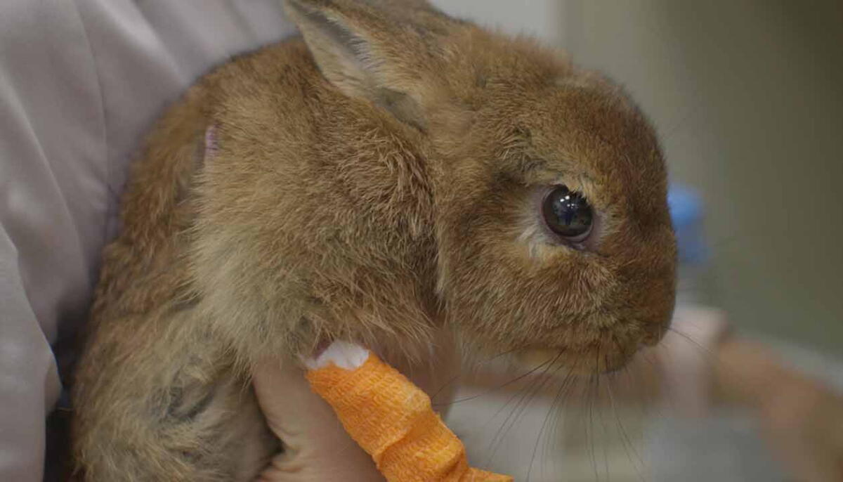 Emergency Rabbit Pet Emergency Preparedness: First Aid, Disasters, and Prevention - Los ...