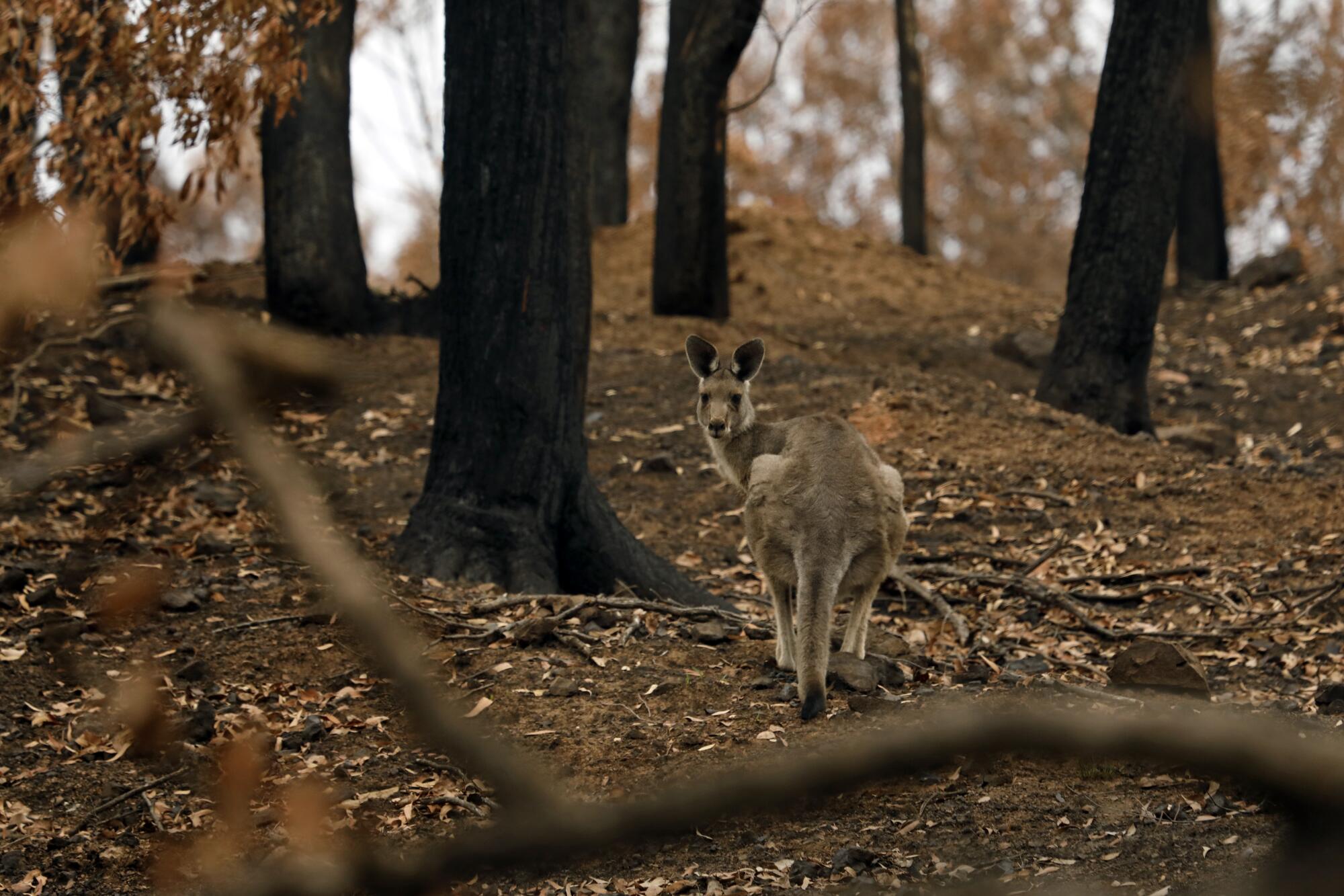 Australia fires