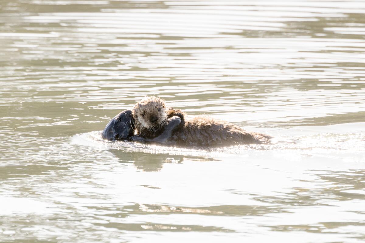A sea otter and pup in Elkhorn Slough, a coastal wetland preserve in Moss Landing, about 27 miles north of Monterey.