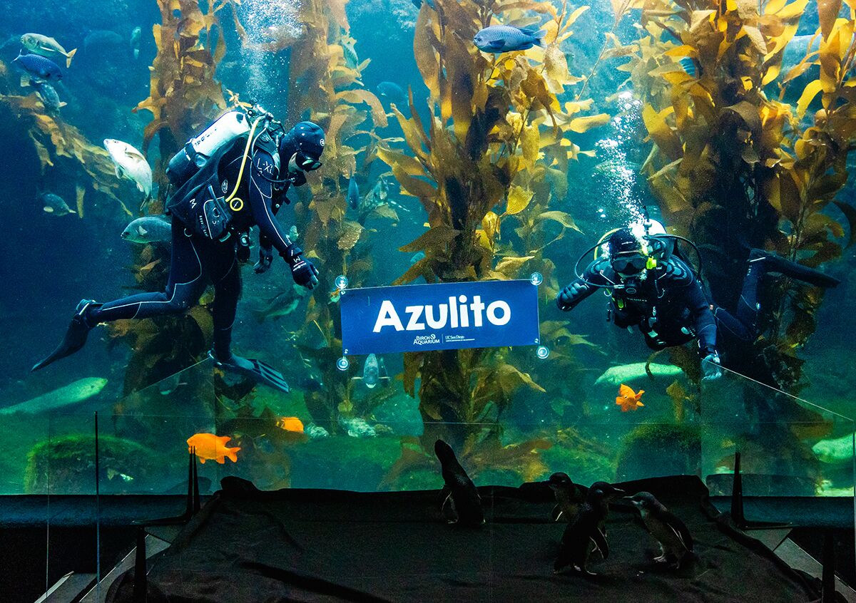 Divers reveal the name of Azulito, one of Birch Aquarium's little blue penguins.