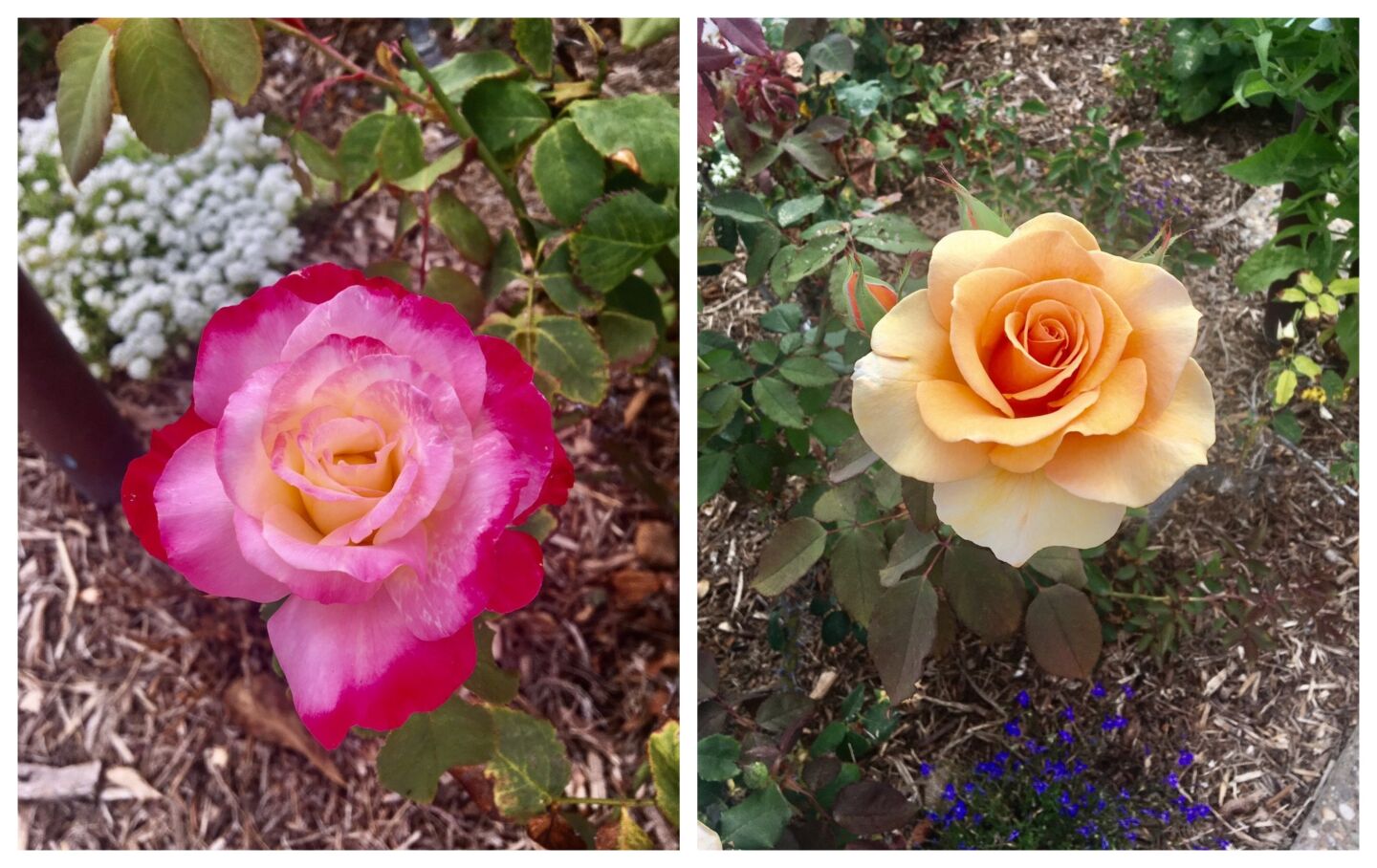 A sampling of roses along El Paseo Grande in La Jolla Shores.