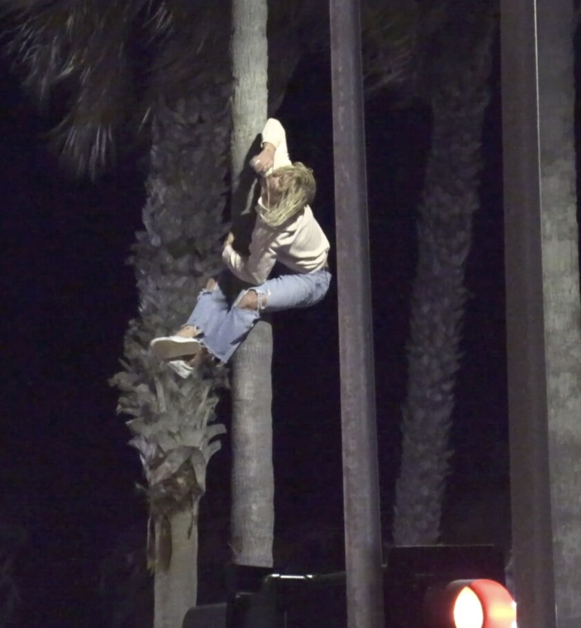 Kickback participants climbed palm trees and flagpoles and jumped off the pier.