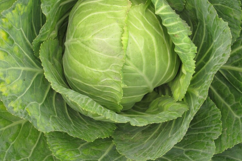 Cabbage-Copenhagen-Market-Early.jpg