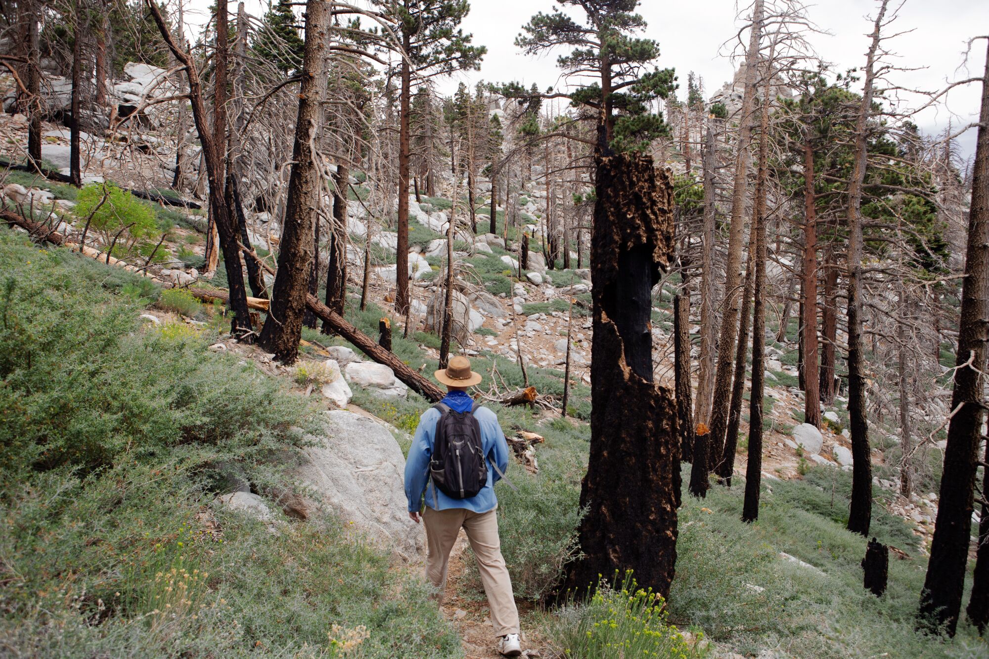 A man hikes through a forest with old burns on tree trunks.