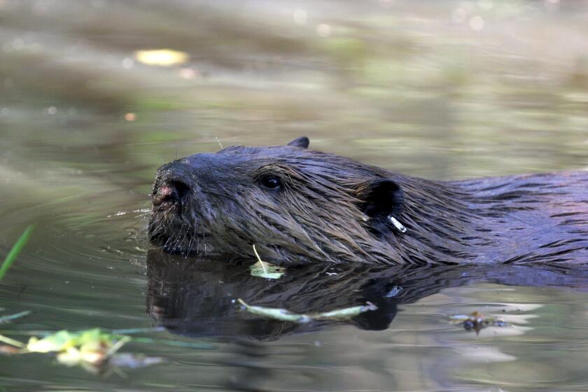 In this Sept. 12, 2014, photo, a tagged 50-pound male beaver nicknamed "Quincy" swims in a water hole near Ellensburg, Wash., after he and his family were relocated by a team from the Mid-Columbia Fisheries Enhancement Group. Under a program in central Washington, nuisance beavers are being trapped and relocated to the headwaters of the Yakima River where biologists hope their dams help restore water systems used by salmon, other animals and people. (AP Photo/Manuel Valdes)
