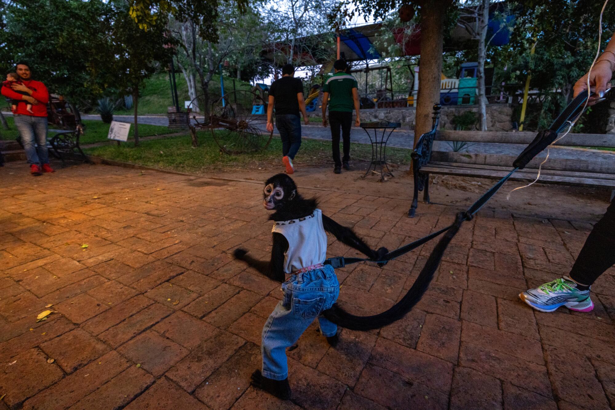 A spider monkey wearing jeans and a top is walked on a leash in a square in northern Mexico. 