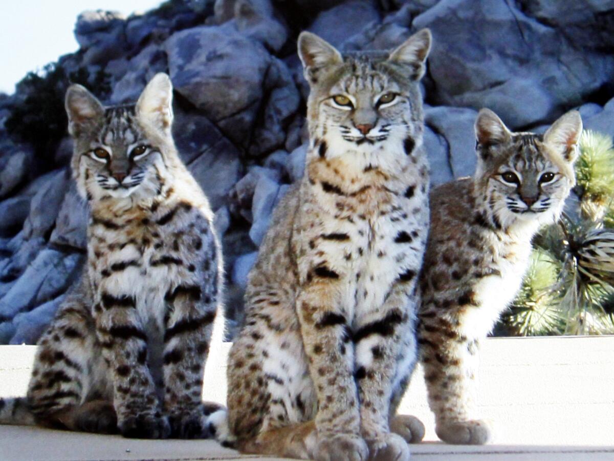 A bobcat mother and her two cubs in Joshua Tree back yard. fears trappers are responsible for their disappearance.