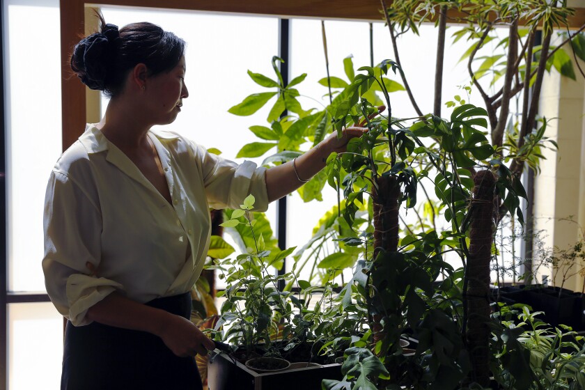 Yunice Kang inspects plants in her plant design studio. 