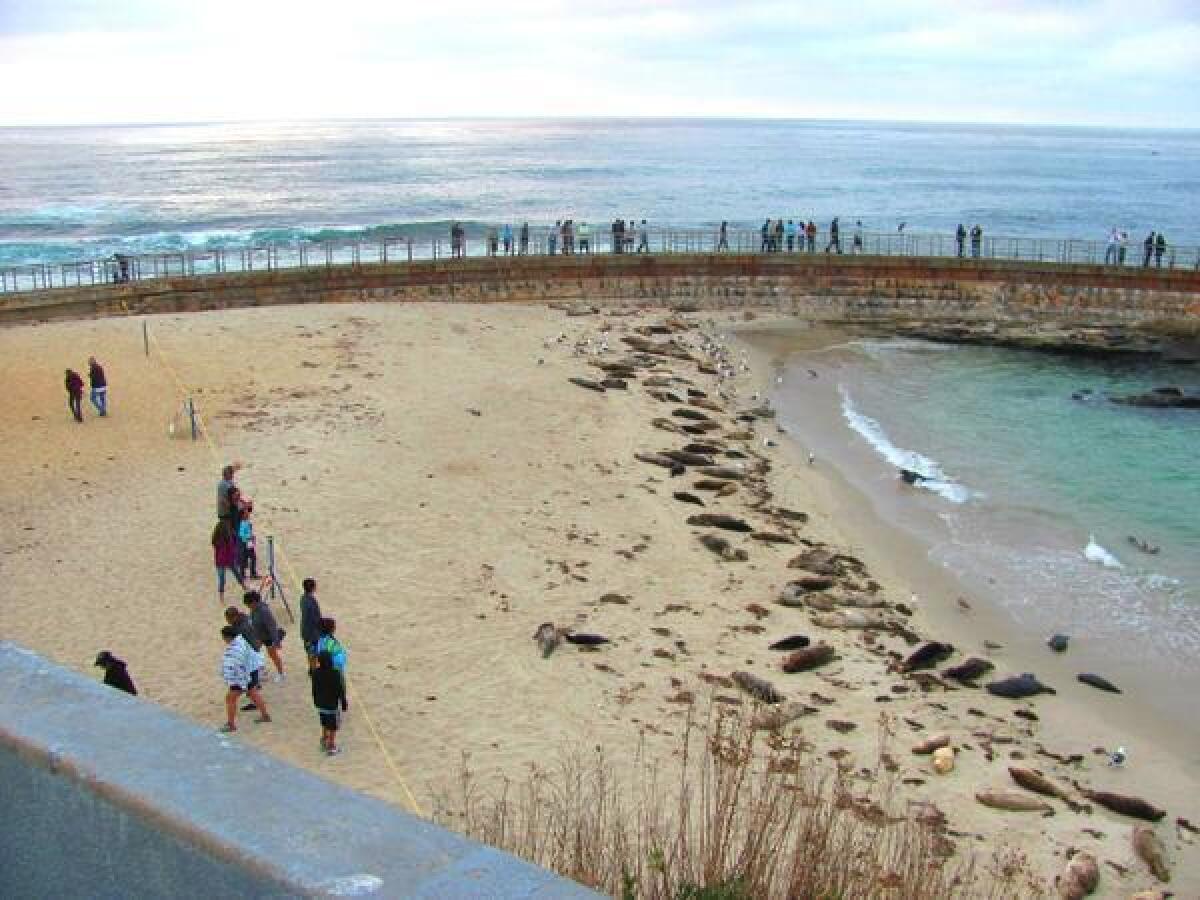 Beachgoers standing behind a barrier rope observe seals at Children’s Pool in La Jolla.